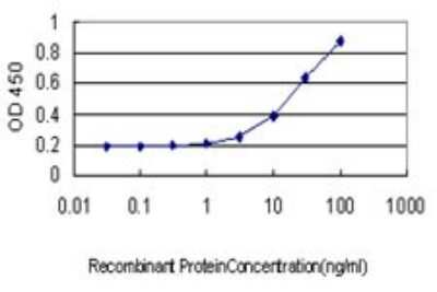 Sandwich ELISA: Staufen Antibody (3D8) [H00006780-M01] - Detection limit for recombinant GST tagged STAU1 is approximately 1ng/ml as a capture antibody.