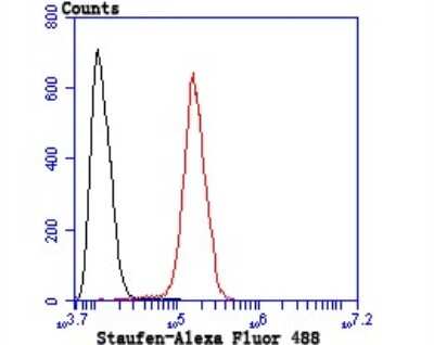 Flow Cytometry: Staufen Antibody (JU30-85) [NBP2-75674] - Analysis of SH-SY5Y cells with Staufen antibody at 1/50 dilution (red) compared with an unlabelled control (cells without incubation with primary antibody; black). Alexa Fluor 488-conjugated goat anti rabbit IgG was used as the secondary antibody.