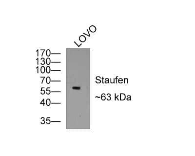 Western Blot: Staufen Antibody (JU30-85) [NBP2-75674] - Analysis of Staufen on LOVO cell lysates with Rabbit anti-Staufen antibody at 1/500 dilution. Lysates/proteins at 10 ug/Lane. Predicted band size: 63 kDa Observed band size: 53 kDa Exposure time: 2 minutes; 10% SDS-PAGE gel. Proteins were transferred to a PVDF membrane and blocked with 5% NFDM/TBST for 1 hour at room temperature. The primary antibody at 1/500 dilution was used in 5% NFDM/TBST at room temperature for 2 hours. Goat Anti-Rabbit IgG - HRP Secondary Antibody at 1:200,000 dilution was used for 1 hour at room temperature.
