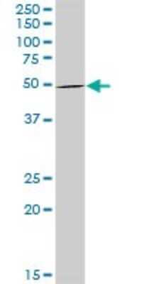 Western Blot: Staufen Antibody [H00006780-D01P] - Analysis of STAU1 expression in human liver.