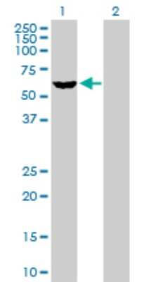 Western Blot: Staufen Antibody [H00006780-D01P] - Analysis of STAU1 expression in transfected 293T cell line by STAU1 polyclonal antibody.Lane 1: STAU1 transfected lysate(63.20 KDa).Lane 2: Non-transfected lysate.