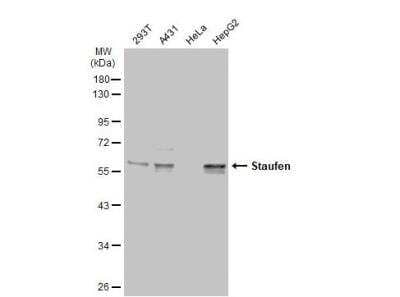 Western Blot: Staufen Antibody [NBP1-33202] - Various whole cell extracts (30 ug) were separated by 10% SDS-PAGE, and the membrane was blotted with Staufen antibody  diluted at 1:5000. The HRP-conjugated anti-rabbit IgG antibody (NBP2-19301) was used to detect the primary antibody.