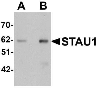 Western Blot Staufen Antibody - BSA Free