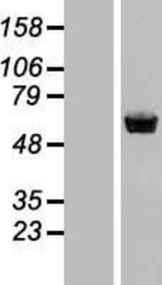 Western Blot: Staufen Overexpression Lysate (Adult Normal) [NBP2-11276] Left-Empty vector transfected control cell lysate (HEK293 cell lysate); Right -Over-expression Lysate for Staufen.