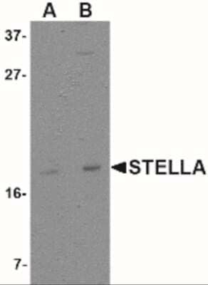 Western Blot: Stella/Dppa3 Antibody [NBP2-41089] - Western blot analysis of Stella in 293 cell lysate with Stella antibody at (A) 1 and (B) 2 ug/mL.