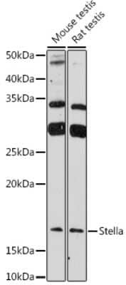 Western Blot: Stella/Dppa3 Antibody [NBP3-15973] - Western blot analysis of extracts of various cell lines, using Stella/Dppa3 antibody (NBP3-15973) at 1:1000 dilution. Secondary antibody: HRP Goat Anti-Rabbit IgG (H+L) at 1:10000 dilution. Lysates/proteins: 25ug per lane. Blocking buffer: 3% nonfat dry milk in TBST. Detection: ECL Enhanced Kit. Exposure time: 180s.