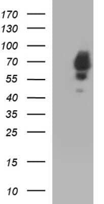 Western Blot Sterol carrier protein 2 Antibody (OTI1E4) - Azide and BSA Free