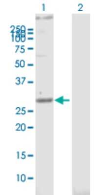 Western Blot: Stomatin Antibody [H00002040-B01P] - Analysis of STOM expression in transfected 293T cell line by STOM polyclonal antibody.  Lane 1: STOM transfected lysate(31.68 KDa). Lane 2: Non-transfected lysate.