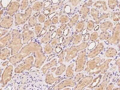 Immunohistochemistry-Paraffin: Stomatin-like protein 1 Antibody [NBP2-97965] - Immunochemical staining of human Stomatin-like protein 1 in human kidney with rabbit polyclonal antibody at 1:100 dilution, formalin-fixed paraffin embedded sections.