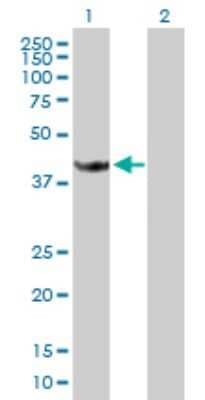 Western Blot: Stomatin-like protein 1 Antibody [H00009399-B01P] - Analysis of STOML1 expression in transfected 293T cell line by STOML1 polyclonal antibody.  Lane 1: STOML1 transfected lysate(43.78 KDa). Lane 2: Non-transfected lysate.