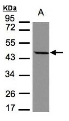 Western Blot Stomatin-like protein 1 Antibody