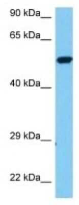 Western Blot Stomatin-like protein 1 Antibody