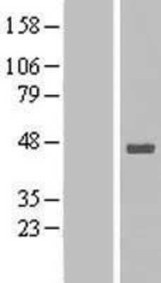 Western Blot Stomatin-like protein 1 Overexpression Lysate