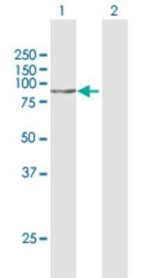 Western Blot: Stonin-1 Antibody [H00011037-D01P] - Analysis of STON1 expression in transfected 293T cell line by STON1 polyclonal antibody.Lane 1: STON1 transfected lysate(83.10 KDa).Lane 2: Non-transfected lysate.