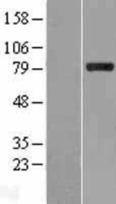 Western Blot: Stonin-1 Overexpression Lysate (Adult Normal) [NBP2-10394] Left-Empty vector transfected control cell lysate (HEK293 cell lysate); Right -Over-expression Lysate for Stonin-1.