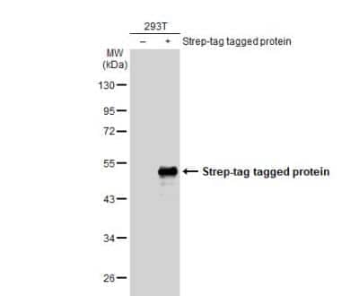 Western Blot Strep II Tag Antibody (517)