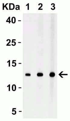 Western Blot Strep II Tag Antibody - BSA Free