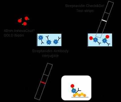 Streptavidin Check&Go! Control Kit [4004-0030] - Schematic diagram of Streptavidin Check&Go! Kit