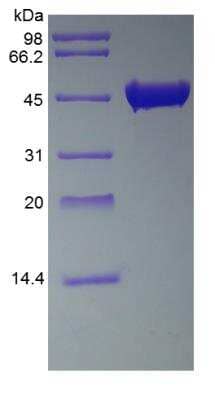 SDS-Page: Streptokinase Protein [NBP2-35313]