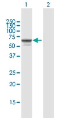 Western Blot: Sulfamidase/SGSH Antibody [H00006448-B01P] - Analysis of SGSH expression in transfected 293T cell line by SGSH polyclonal antibody.  Lane 1: SGSH transfected lysate(55.22 KDa). Lane 2: Non-transfected lysate.