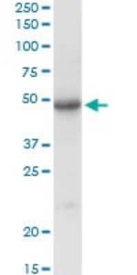 Western Blot: Sulfamidase/SGSH Antibody [H00006448-D01P] - Analysis of SGSH expression in human liver.