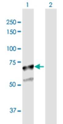 Western Blot: Sulfamidase/SGSH Antibody [H00006448-D01P] - Analysis of SGSH expression in transfected 293T cell line by SGSH polyclonal antibody.Lane 1: SGSH transfected lysate(56.70 KDa).Lane 2: Non-transfected lysate.