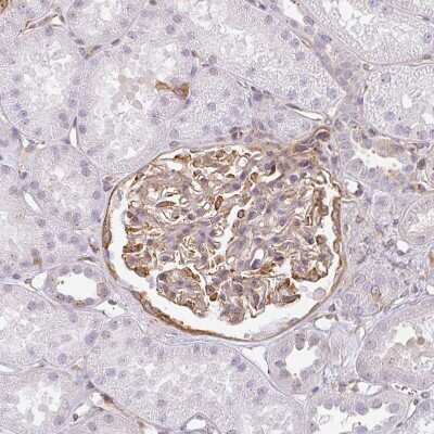 Immunohistochemistry-Paraffin: Sulfatase 1 Antibody [NBP2-31584] - Staining of human kidney shows moderate cytoplasmic positivity in cells in glomeruli.