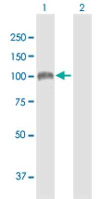 Western Blot: Sulfatase 1 Antibody [H00023213-B01P] - Analysis of SULF1 expression in transfected 293T cell line by SULF1 polyclonal antibody.  Lane 1: SULF1 transfected lysate(95.81 KDa). Lane 2: Non-transfected lysate.