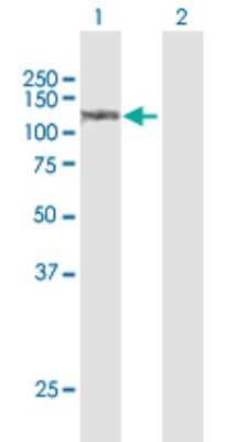 Western Blot: Sulfatase 1 Antibody [H00023213-D01P] - Analysis of SULF1 expression in transfected 293T cell line by SULF1 polyclonal antibody.Lane 1: SULF1 transfected lysate(101.00 KDa).Lane 2: Non-transfected lysate.