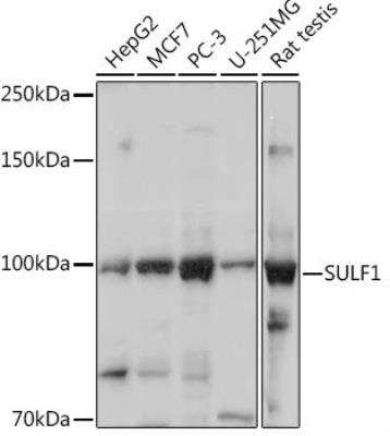 Western Blot: Sulfatase 1 Antibody [NBP2-94666] - Analysis of extracts of various cell lines, using SULF1 Rabbit pAb at 1:1000 dilution.Secondary antibody: HRP Goat Anti-Rabbit IgG (H+L)  at 1:10000 dilution.Lysates/proteins: 25ug per lane. Blocking buffer: 3% nonfat dry milk in TBST.Detection: ECL Basic Kit. Exposure time: 3s.