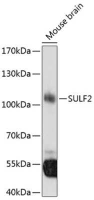 Western Blot: Sulfatase-2/SULF2 Antibody [NBP2-95250] - Analysis of extracts of mouse brain, using Sulfatase-2/SULF2 at 1:3000 dilution.Secondary antibody: HRP Goat Anti-Rabbit IgG (H+L) at 1:10000 dilution.Lysates/proteins: 25ug per lane.Blocking buffer: 3% nonfat dry milk in TBST.Detection: ECL Basic Kit .Ex