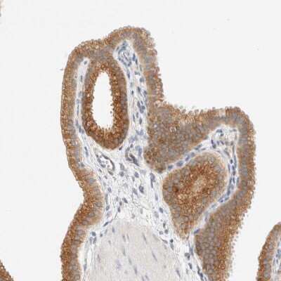 Immunohistochemistry-Paraffin: Sulfatase Modifying Factor 2/SUMF2 Antibody [NBP1-84145] - Staining of human gallbladder shows strong cytoplasmic positivity in glandular cells.