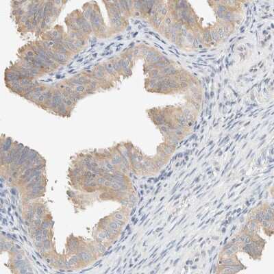 Immunohistochemistry-Paraffin: Sulfatase Modifying Factor 2/SUMF2 Antibody [NBP1-84145] - Staining of human fallopian tube shows high expression.