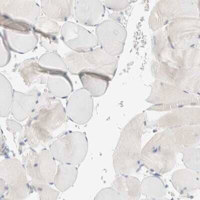 Immunohistochemistry-Paraffin: Sulfatase Modifying Factor 2/SUMF2 Antibody [NBP1-84145] - Staining of human skeletal muscle shows low expression as expected.