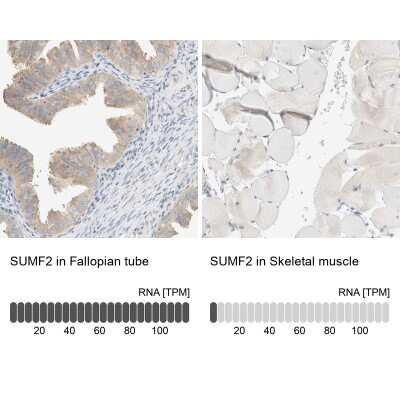 <b>Orthogonal Strategies Validation. </b>Immunohistochemistry-Paraffin: Sulfatase Modifying Factor 2/SUMF2 Antibody [NBP1-84145] - Staining in human fallopian tube and skeletal muscle tissues using anti-SUMF2 antibody. Corresponding SUMF2 RNA-seq data are presented for the same tissues.