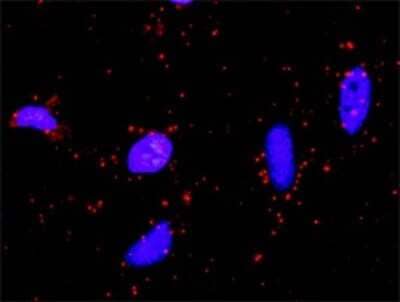 Proximity Ligation Assay: Suppressor of Fused Antibody (1B2) [H00051684-M01] - Analysis of protein-protein interactions between STK36 and SUFU. HeLa cells were stained with anti-STK36 rabbit purified polyclonal 1:1200 and anti-SUFU mouse monoclonal antibody 1:50. Each red dot represents the detection of protein-protein interaction complex, and nuclei were counterstained with DAPI (blue).