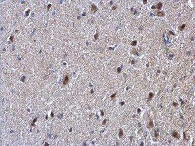 Immunohistochemistry-Paraffin: Suppressor of Fused Antibody [NBP2-20536] - Mouse testis. Suppressor of Fused antibody [C1C4] dilution: 1:500. Antigen Retrieval: Trilogy™ (EDTA based, pH 8.0) buffer, 15min.
