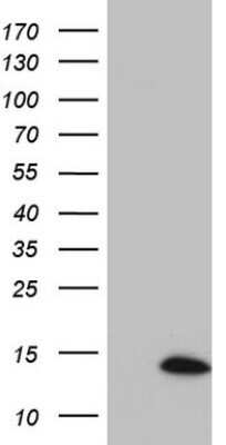 Western Blot: Suppressor of Ty 4 homolog 1 Antibody (OTI6B10) - Azide and BSA Free [NBP2-74412] - Analysis of HEK293T cells were transfected with the pCMV6-ENTRY control (Left lane) or pCMV6-ENTRY Suppressor of Ty 4 homolog1.