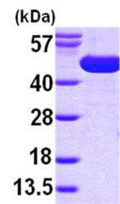 Western Blot: SurA Protein [NBP1-46034] - 15% SDS-PAGE (3ug)
