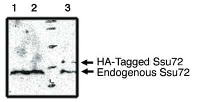 Western Blot: Surf1 Antibody [NBP3-11904] - Western blot analysis using Surf1 antibody on MCF-7 (1), Cos-7 (2) and Cos-7 cells transfected with HA-Tagged Surf1 protein (3).