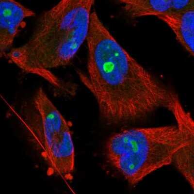 Immunocytochemistry/ Immunofluorescence Surf6 Antibody - BSA Free