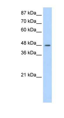 Western Blot: Surf6 Antibody [NBP1-57161] - Jurkat cell lysate, concentration 1.25ug/ml.