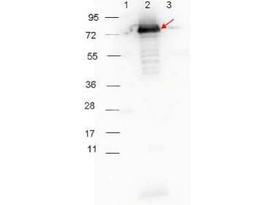 Western Blot: Surface Lipoprotein p27 Antibody [NBP2-21652] - Detection of 0.1 ug of recombinant p27 protein. Lane 1: Molecular weight markers. Lane 2: MBP-p27 fusion protein.  Lane 3: MBP alone. Protein was run on a 4-20% gel, then transferred to 0.45 um nitrocellulose. After blocking with 1% BSA-TTBS  overnight at 4C, primary antibody was used at 1:1000 at room temperature for 30 min. HRP-conjugated Goat-Anti-Rabbit  secondary antibody was used at 1:40,000 in Blocking Buffer  and imaged on the 4000 imaging system.