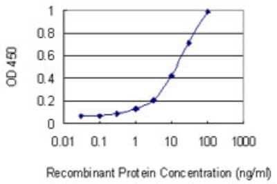 Sandwich ELISA: Surfactant Protein A Antibody (1G8) [H00653509-M03] - Detection limit for recombinant GST tagged SFTPA1 is 0.3 ng/ml as a capture antibody.