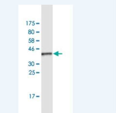 Western Blot: Surfactant Protein A Antibody (3E3) [H00653509-M04] - Detection against Immunogen (38.61 KDa) .