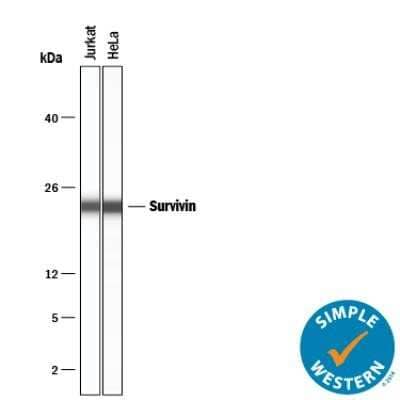 Simple Western: Survivin Antibody (1277A) - Azide and BSA Free [NBP2-80971] - Lane view shows lysates of Jurkat human acute T cell leukemia cell line and HeLa human cervical epithelial carcinoma cell line, loaded at 0.2 mg/mL. A specific band was detected for Survivin at approximately 23 kDa (as indicated) using 10 ug/mL of Rabbit Anti-Human Monoclonal Survivin Antibody [NBP2-59503]. This experiment was conducted under reducing conditions and using the 2-40 kDa separation system. Image from the standard format of this antibody.