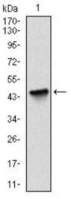 Western Blot: Survivin Antibody (1H5) [NBP2-22188] - Western blot analysis using Survivin Antibody (1H5) [NBP2-22188] against human BIRC5 (AA: 1-142) recombinant protein. (Expected MW is 16 kDa)