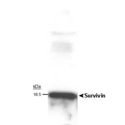 Western Blot: Survivin Antibody (60.11) - Unpurified [NB500-205] - Survivin detected in rat aorta smooth muscle cell lysate in western blot analysis using  [NB500-205]. Theoretical molecular weight: 16 kDa.