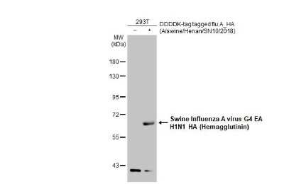 Western Blot Swine Influenza A G4 EA H1N1 Hemagglutinin Antibody