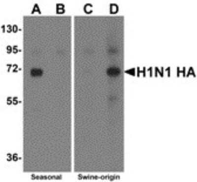 Western Blot: Swine Influenza A H1N1 Hemagglutinin Antibody - BSA Free [NBP2-41105] - Western blot analysis of Hemaggutinin using recombinant seasonal Hemagglutinin (lanes A & B) and swine-origin Hemagglutinin (lanes C & D) with anti-seasonal Hemagglutinin antibody (5231) at 2 ug/mL (lanes A & C) and anti-swine-origin Hemagglutinin antibod